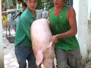 Giá heo hơi tại ĐBSCL tăng trở lại Giá heo hơi tại ĐBSCL tăng trở lại