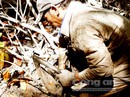 "Sung dược" vùng Bảy Núi "Sung dược" vùng Bảy Núi