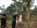 Căng thẳng "tập đoàn mối" tấn công rừng chè cổ thụ Suối Giàng Căng thẳng "tập đoàn mối" tấn công rừng chè cổ thụ Suối Giàng