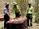 Xâu xé Vườn Quốc gia Yók Đôn Xâu xé Vườn Quốc gia Yók Đôn