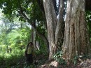 XÂU XÉ RỪNG YÓK ĐÔN (*): Thanh lọc kiểm lâm, cảm hóa lâm tặc XÂU XÉ RỪNG YÓK ĐÔN (*): Thanh lọc kiểm lâm, cảm hóa lâm tặc