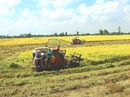 Dịch bệnh đe dọa vụ lúa ĐBSCL Dịch bệnh đe dọa vụ lúa ĐBSCL