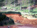 Đổ xô ủi đất, cưa thông trái phép Đổ xô ủi đất, cưa thông trái phép