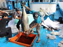 Trầy trật đi biển vụ cá Nam Trầy trật đi biển vụ cá Nam