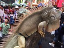 Bỏ trăm triệu mua đại bàng, cự đà làm thú cưng Bỏ trăm triệu mua đại bàng, cự đà làm thú cưng