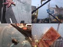 “Mưa” bạch tuộc, sao biển và tôm ở Trung Quốc “Mưa” bạch tuộc, sao biển và tôm ở Trung Quốc