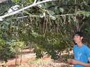 Thấp thỏm với cây "tỉ đô" Thấp thỏm với cây "tỉ đô"