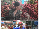 Bắc Giang bác bỏ tin vải thiều rớt giá kỷ lục, đổ bỏ Bắc Giang bác bỏ tin vải thiều rớt giá kỷ lục, đổ bỏ