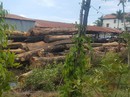 Gỗ lậu tung hoành biên giới Gỗ lậu tung hoành biên giới