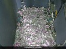 Chuột chui vào máy ATM, cắn nát cả đống tiền Chuột chui vào máy ATM, cắn nát cả đống tiền