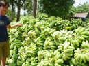 Nông sản miền Tây lần lượt rớt giá Nông sản miền Tây lần lượt rớt giá