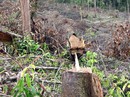 Tan hoang rừng phòng hộ ở Lâm Đồng Tan hoang rừng phòng hộ ở Lâm Đồng