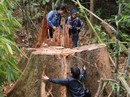 Vụ thảm sát rừng lim cổ thụ: Truy nã 2 đối tượng chủ mưu Vụ thảm sát rừng lim cổ thụ: Truy nã 2 đối tượng chủ mưu