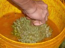 Phát hiện 14 tấn sầu riêng nghi ngâm hóa chất cấm Phát hiện 14 tấn sầu riêng nghi ngâm hóa chất cấm