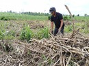 Xót lòng nhìn mía chết khô Xót lòng nhìn mía chết khô