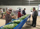 Sơ chế nông sản tại nguồn, các bên cùng hưởng lợi Sơ chế nông sản tại nguồn, các bên cùng hưởng lợi