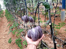 Kỹ sư trẻ trồng thành công dưa pepino tím độc nhất Việt Nam Kỹ sư trẻ trồng thành công dưa pepino tím độc nhất Việt Nam