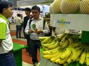 Chuối Đồng Nai lại rớt giá Chuối Đồng Nai lại rớt giá