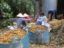 Đồng Tháp đẩy mạnh mô hình hội quán nông dân Đồng Tháp đẩy mạnh mô hình hội quán nông dân
