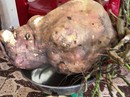 "Hốt hoảng" khi đào được củ khoai lang "khủng" nặng 8,5 kg "Hốt hoảng" khi đào được củ khoai lang "khủng" nặng 8,5 kg