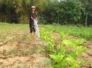 Doanh nghiệp Mỹ chi 50 triệu USD làm tơ tằm xuất khẩu Doanh nghiệp Mỹ chi 50 triệu USD làm tơ tằm xuất khẩu