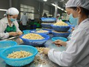 Ngành điều lao đao vì thiếu vốn Ngành điều lao đao vì thiếu vốn