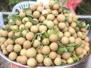 Sướng với mùa nhãn xuồng miền Tây Sướng với mùa nhãn xuồng miền Tây