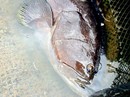 Người đàn ông nuôi cá mú nghệ 80 kg ở Vũng Tàu Người đàn ông nuôi cá mú nghệ 80 kg ở Vũng Tàu