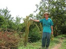 Dịch bệnh hoành hành "vương quốc quýt hồng" Dịch bệnh hoành hành "vương quốc quýt hồng"