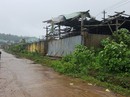 Vụ vỡ mộng đại dự án cao su: Rừng bị tàn sát, gỗ bán 10 năm chưa thu được tiền Vụ vỡ mộng đại dự án cao su: Rừng bị tàn sát, gỗ bán 10 năm chưa thu được tiền