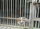 Phải xử lý thả rông chó Phải xử lý thả rông chó
