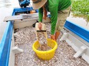 Chuyện linh thiêng nhưng ít người biết về cá linh ở miền Tây Chuyện linh thiêng nhưng ít người biết về cá linh ở miền Tây
