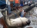 Hãi hùng cảnh lôi xác cá nhám voi ra khỏi vùng nước ngập ngụa rác Hãi hùng cảnh lôi xác cá nhám voi ra khỏi vùng nước ngập ngụa rác