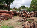 Lãnh đạo kiểm lâm tiếp tay trùm gỗ lậu Lãnh đạo kiểm lâm tiếp tay trùm gỗ lậu