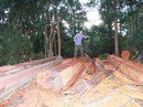 Phất lên sau lệnh...đóng cửa rừng! Phất lên sau lệnh...đóng cửa rừng!