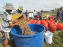 Việt Nam chiếm thị phần tôm lớn nhất ở Hàn Quốc Việt Nam chiếm thị phần tôm lớn nhất ở Hàn Quốc