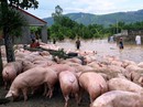 Mưa lũ dồn dập, thiệt hại nặng nề Mưa lũ dồn dập, thiệt hại nặng nề