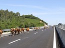 Cao tốc Đà Nẵng- Quảng Ngãi: Câu hỏi của Bộ trưởng vẫn bỏ ngỏ! Cao tốc Đà Nẵng- Quảng Ngãi: Câu hỏi của Bộ trưởng vẫn bỏ ngỏ!