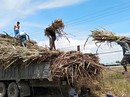Nông dân trồng mía lỗ nặng Nông dân trồng mía lỗ nặng
