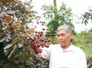 Nhãn tím thương lái Thái Lan lùng mua: Mỗi nhánh giá bạc triệu Nhãn tím thương lái Thái Lan lùng mua: Mỗi nhánh giá bạc triệu