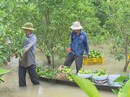 Dân miền Tây khốn đốn vì nước lũ và triều cường lên quá cao Dân miền Tây khốn đốn vì nước lũ và triều cường lên quá cao