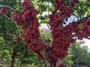 Vườn đỏ ở xứ hoa vàng cỏ xanh Vườn đỏ ở xứ hoa vàng cỏ xanh