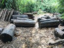 Khởi tố vụ án phá rừng ở Đạ Tẻh Khởi tố vụ án phá rừng ở Đạ Tẻh
