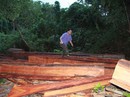 Loay hoay xử lý, rừng vẫn bị triệt hạ Loay hoay xử lý, rừng vẫn bị triệt hạ