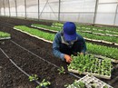 Gian nan tìm đất làm nông nghiệp "sạch" Gian nan tìm đất làm nông nghiệp "sạch"
