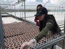 Khởi nghiệp nông nghiệp khó gọi vốn Khởi nghiệp nông nghiệp khó gọi vốn