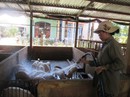 Lo dịch tả heo châu Phi Lo dịch tả heo châu Phi