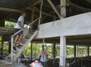 Chuồng 2 tầng nuôi gà nòi lai giúp một nông dân “hốt bạc” Chuồng 2 tầng nuôi gà nòi lai giúp một nông dân “hốt bạc”