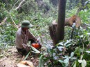 Rừng bị phá nát, chỉ xin khiển trách Rừng bị phá nát, chỉ xin khiển trách