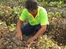 Kẻ gian phun thuốc diệt cỏ khiến khoai lang chết sạch Kẻ gian phun thuốc diệt cỏ khiến khoai lang chết sạch